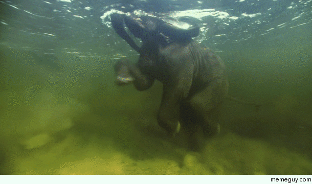 Baby elephant swimming