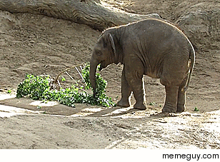 Baby elephant trying to get some food