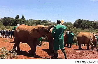 Baby elephant wants his bottle Just earned himself a time-out