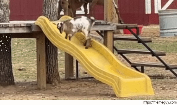 Baby goat on a slide