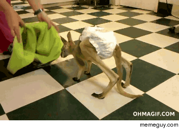 Baby Joey testing out its new home