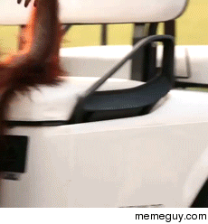 Baby orangutan driving a golf cart