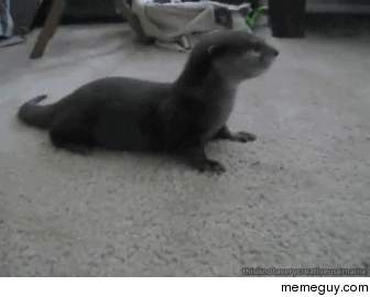 Baby otter versus walrus