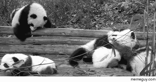 Baby pandas doing what baby pandas do best