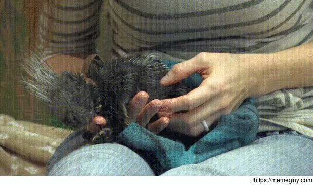 Baby porcupine gets scritches
