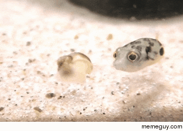 Baby Puffer fish are so inquisitive