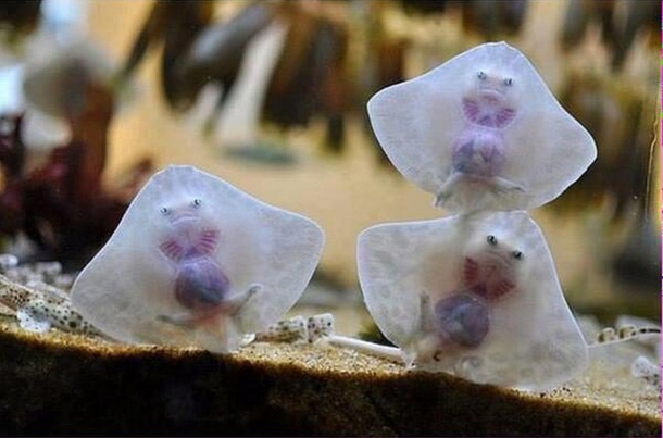 Baby stingrays look like angry ravioli