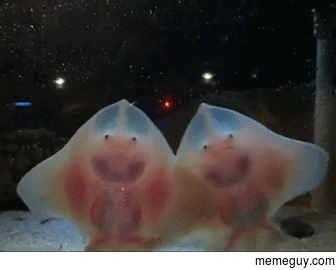 Baby Stingrays look like raviolis stuffed with tiny damned souls