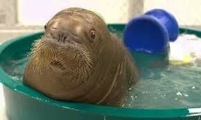 Baby walruses look like old men that just received shocking news