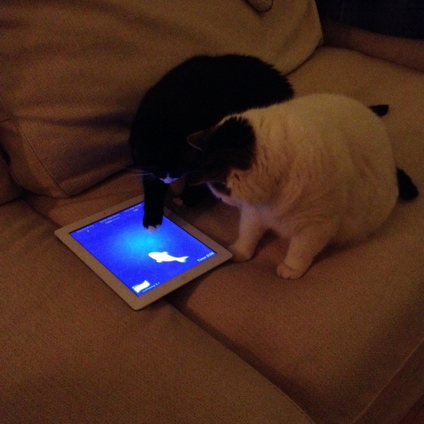 Back in my day cats used to play with string