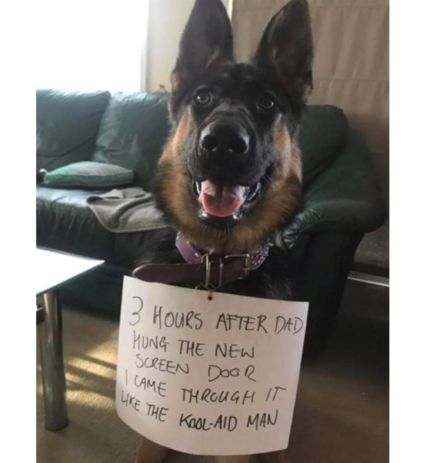Bad dog