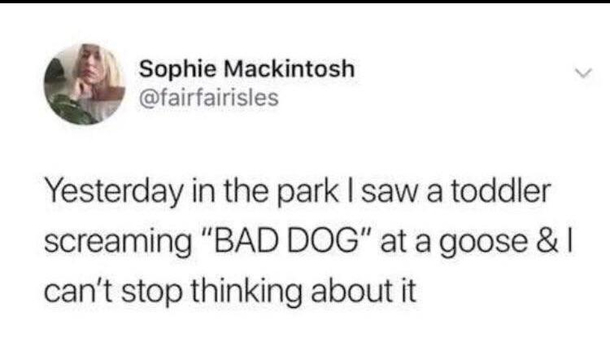 Bad dog bad dog