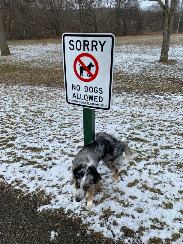 Bad doggo