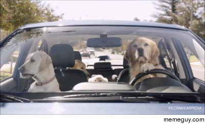 Bad doggy