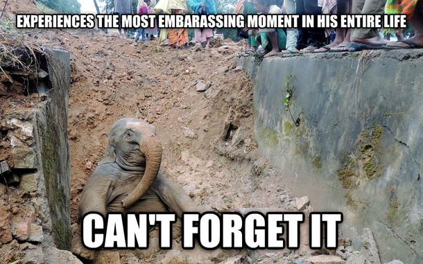 Bad Luck Elephant