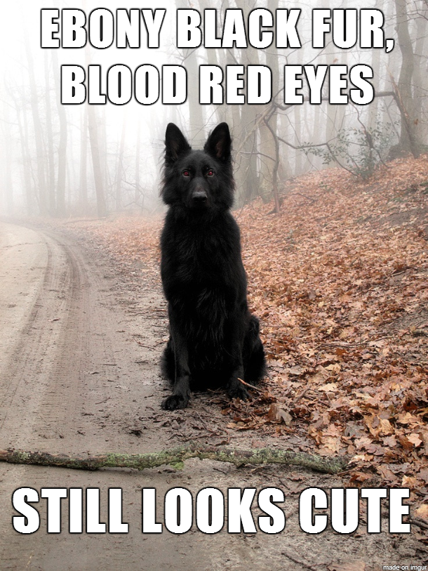 Bad Luck Insanity Wolf