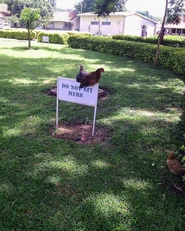 Badass Chicken