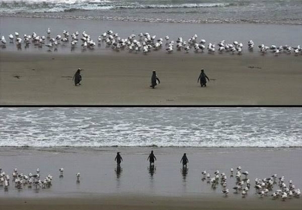 Badass Penguins