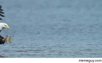 Bald Eagle catches a fish