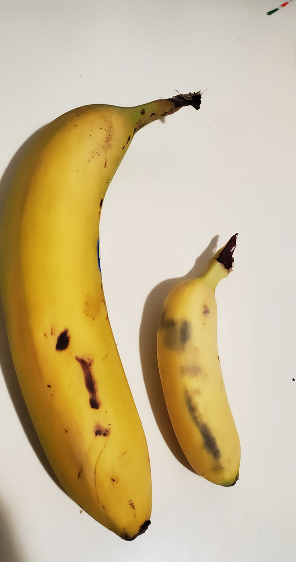 Bananabanana for scale 