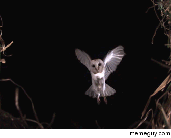 Barn Owl in Slow Motion