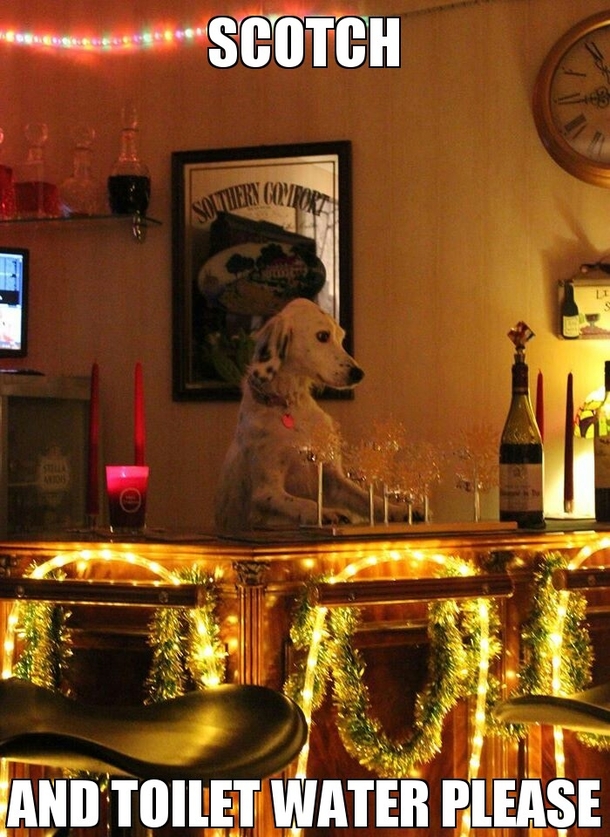 Bartending Dog