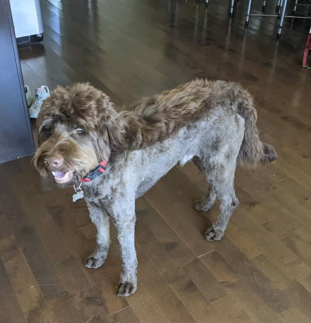 Based on his expression I think he likes his new haircut