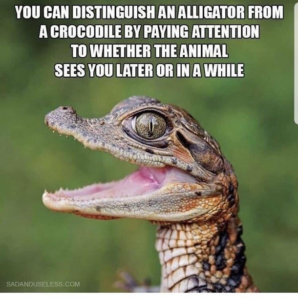 Basic zoology - Meme Guy
