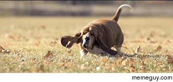 Basset Hound running in slow-motion
