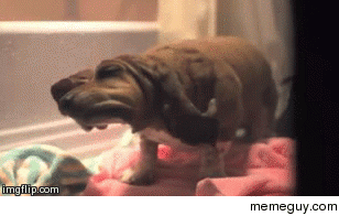 Basset Hound Shaking in Slow Motion