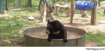 Bat-bear fighting an invisible enemy in a bath 