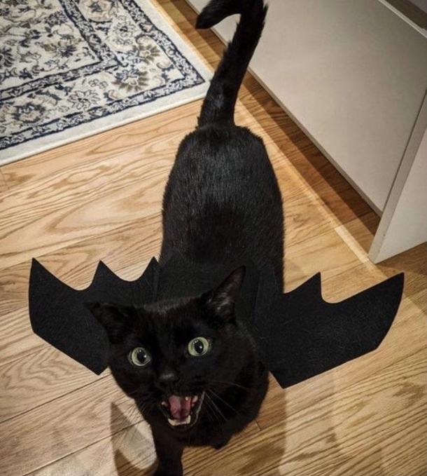 Cat Protects Against Rabid Bat