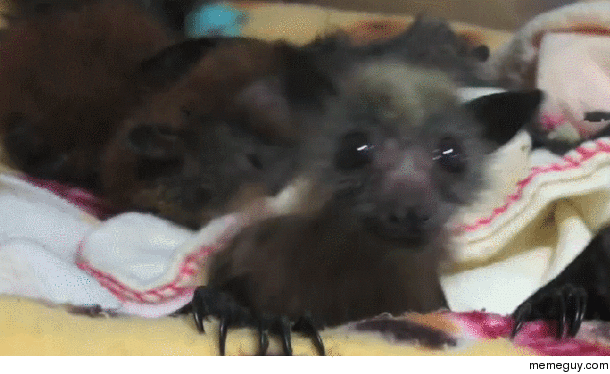Bat dance