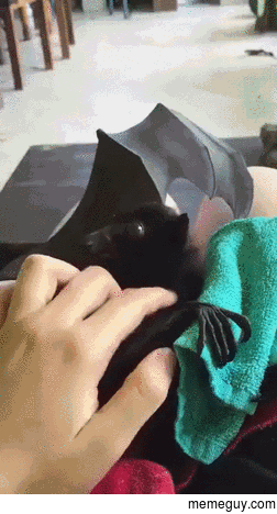 Bat loves affection