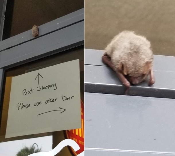 Bat sleeping 