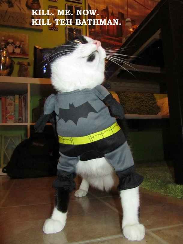 BatKitty is not amused