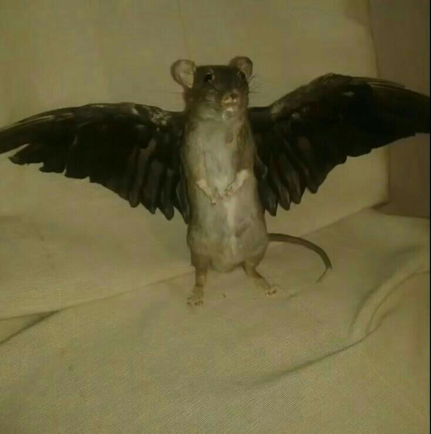 bats are flying rats you said