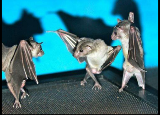 Bats look like they are dance battling when flipped right side up