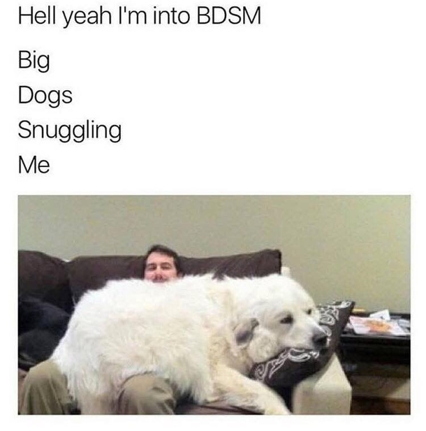 bdsm dog