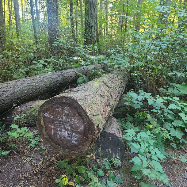 Be as sturdy as a tree
