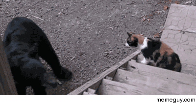 Bear attempts to take on a cat