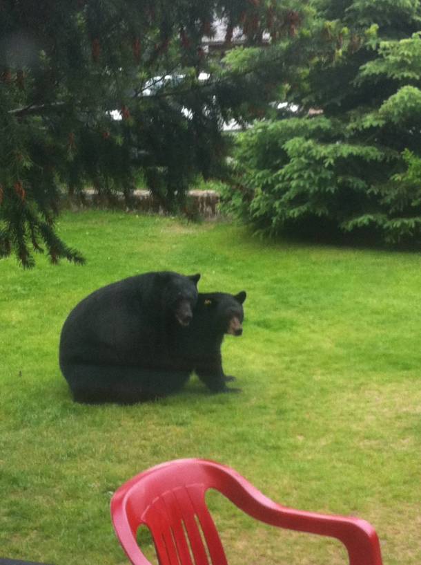 Bear back on my front lawn