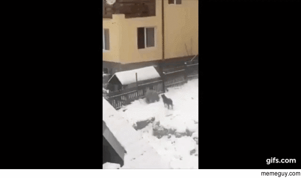 Bear cant climb fence so he decides to chill instead