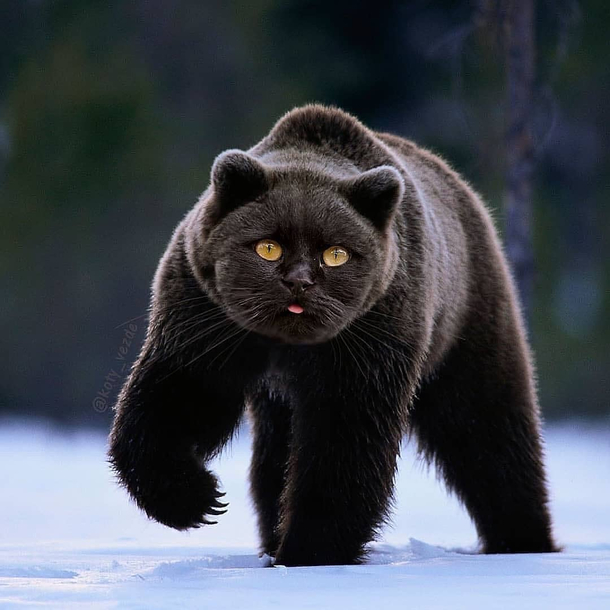 Bear or Cat