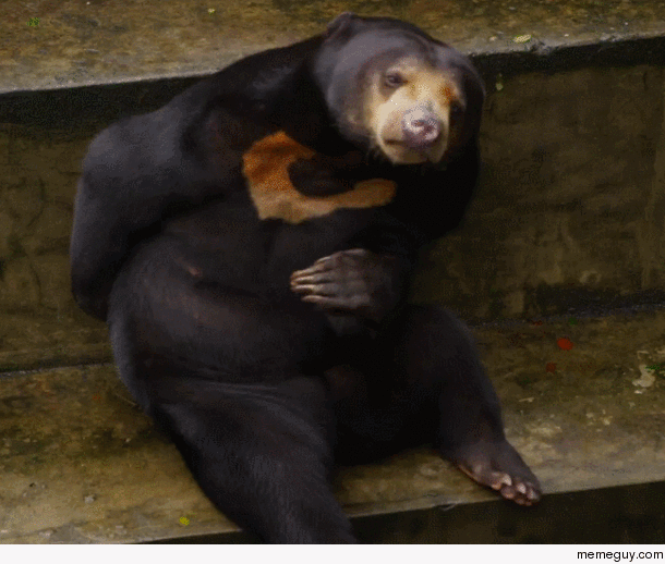 Bear scratching an itch