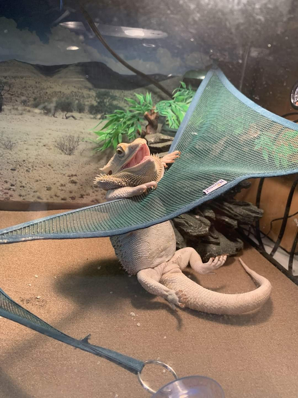 Bearded dragon trying to get on his hammock