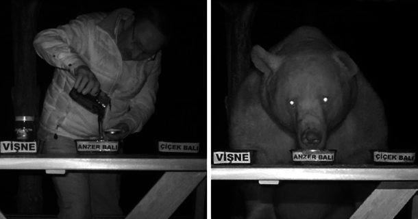 Bears kept stealing honey from this guys bee farm so he turned them into honey tasters