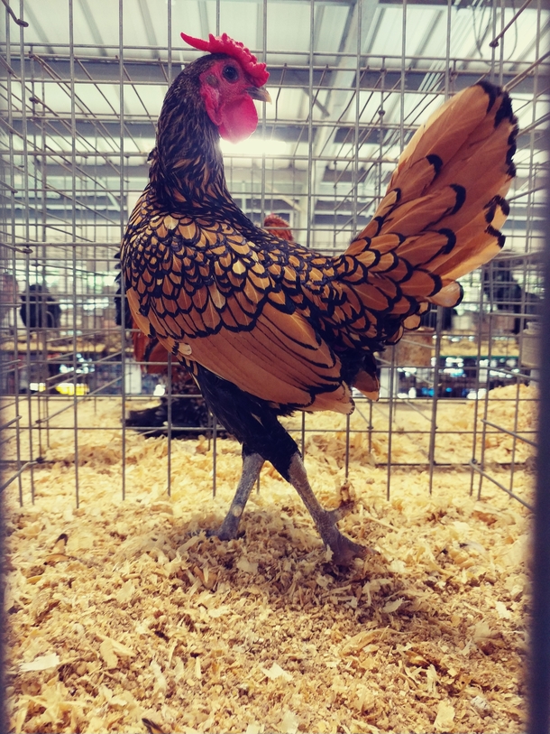 Beautiful Chicken Elegant Pose