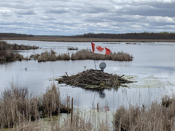 Beaver Dam with Canadian flag and satellite dish to watch the game