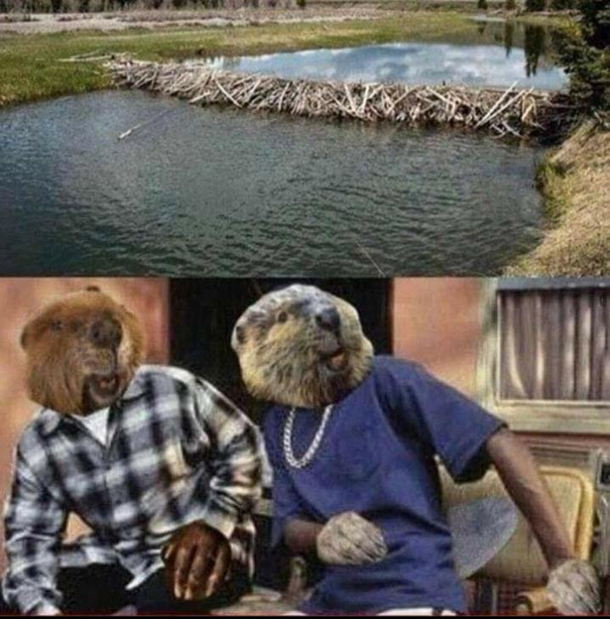 Beaver day